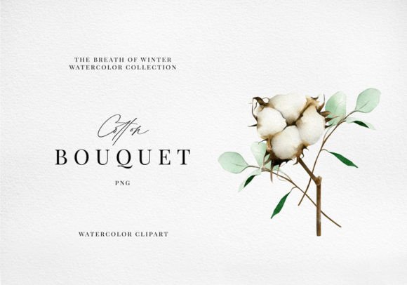 Cotton Eucalyptus Leaves Watercolor Illustrations for Branding and Marketing
